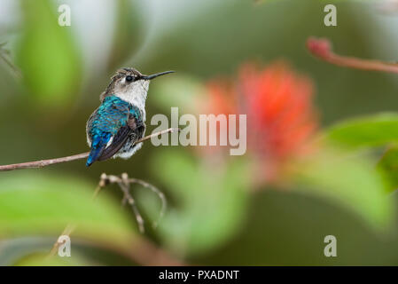 Biene Kolibri (Mellisuga helenae), weiblich, thront. Kuba Stockfoto