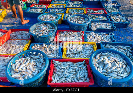 Frische weiße croaker nach dem Fang von Fischen auf dem Markt. Diese Fischarten leben im Wasser des Mittel- und Süd-östlich von Vietnam Stockfoto