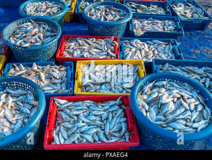 Frische weiße croaker nach dem Fang von Fischen auf dem Markt. Diese Fischarten leben im Wasser des Mittel- und Süd-östlich von Vietnam Stockfoto