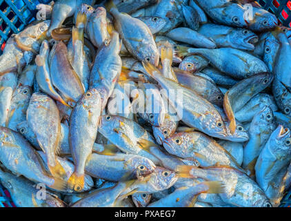 Frische weiße croaker nach dem Fang von Fischen auf dem Markt. Diese Fischarten leben im Wasser des Mittel- und Süd-östlich von Vietnam Stockfoto