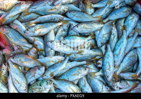 Frische weiße croaker nach dem Fang von Fischen auf dem Markt. Diese Fischarten leben im Wasser des Mittel- und Süd-östlich von Vietnam Stockfoto