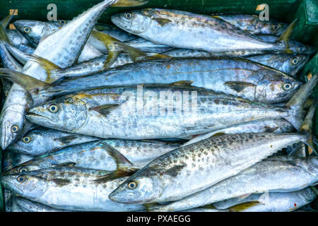 Frische Spanische Makrele Fisch gefangen in der Fischmarkt. Diese Fischarten leben im Wasser des Mittel- und Süd-östlich von Vietnam Stockfoto