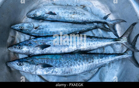 Frische Spanische Makrele Fisch gefangen in der Fischmarkt. Diese Fischarten leben im Wasser des Mittel- und Süd-östlich von Vietnam Stockfoto