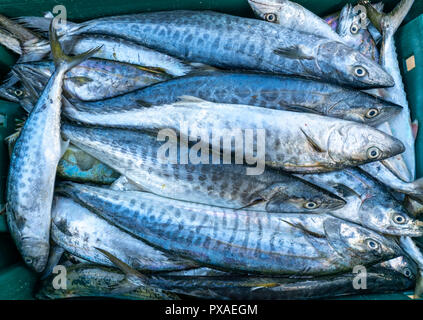 Frische Spanische Makrele Fisch gefangen in der Fischmarkt. Diese Fischarten leben im Wasser des Mittel- und Süd-östlich von Vietnam Stockfoto