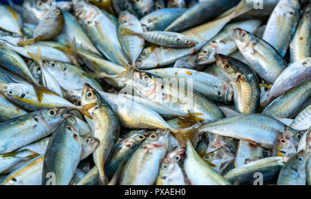 Frischer Fisch nach dem Fang in Fisch Märkten gehandelt werden. Diese Fischarten leben im Wasser des Mittel- und Süd-östlich von Vietnam Red Snapper Stockfoto