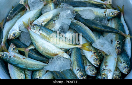 Frischer Fisch nach dem Fang in Fisch Märkten gehandelt werden. Diese Fischarten leben im Wasser des Mittel- und Süd-östlich von Vietnam Red Snapper Stockfoto