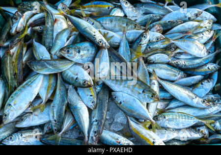 Frischer Fisch nach dem Fang in Fisch Märkten gehandelt werden. Diese Fischarten leben im Wasser des Mittel- und Süd-östlich von Vietnam Red Snapper Stockfoto