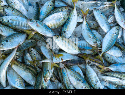 Frischer Fisch nach dem Fang in Fisch Märkten gehandelt werden. Diese Fischarten leben im Wasser des Mittel- und Süd-östlich von Vietnam Red Snapper Stockfoto