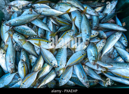 Frischer Fisch nach dem Fang in Fisch Märkten gehandelt werden. Diese Fischarten leben im Wasser des Mittel- und Süd-östlich von Vietnam Red Snapper Stockfoto