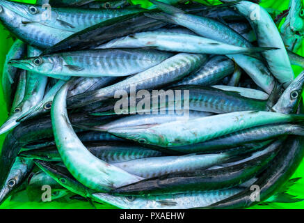 Frischer Fisch nach dem Fang in Fisch Märkten gehandelt werden. Diese Fischarten leben im Wasser des Mittel- und Süd-östlich von Vietnam Red Snapper Stockfoto