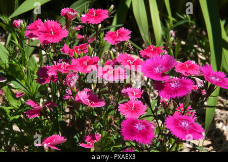 Sydney Australien, Garten Bett von bunten rosa und lila Blüten von Sweet William Pflanzen Stockfoto