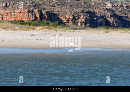 Östlichen Riff egret Schlucken von Speisen am Strand des King George River, Western Australia Stockfoto