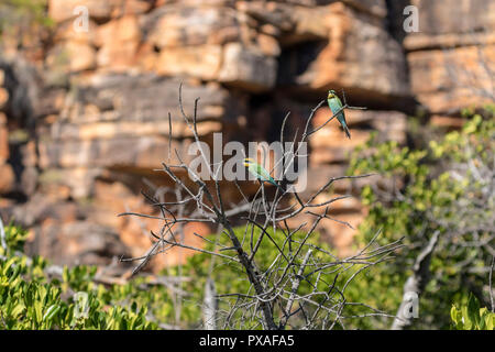 Zwei Regenbogen Bienenfresser in einem toten Baum entlang King George River, Western Australia Stockfoto
