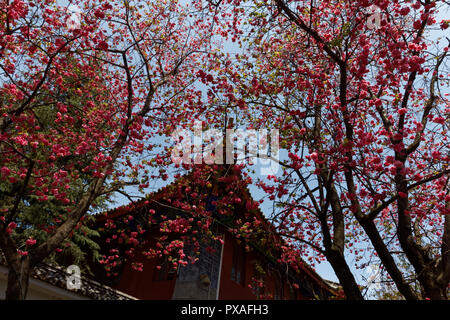 Kirschblüte in Dali 01. Stockfoto