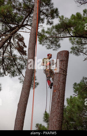 Professionelle Holzfäller in der Nähe ein Haus. Der Einschlag von hohen Pinien erfordert die Abholzung Ihrer Baumstämme von oben nach unten. Stockfoto