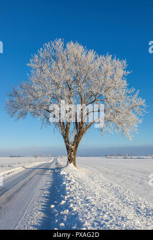 Einsamer Baum im Winter am Straßenrand Stockfoto