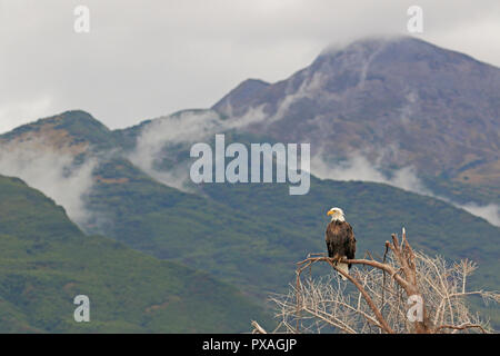 Nach Bald Eagle Silver salmon Lodge Lake Clark National Park, Alaska Stockfoto