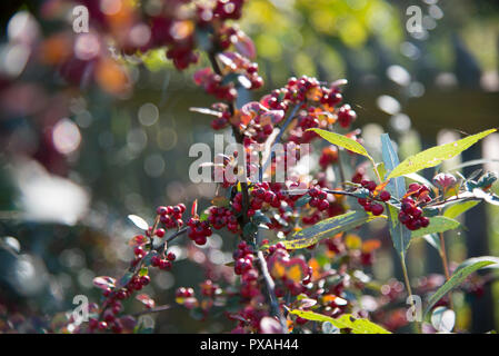 Dekorativer Strauch mit Obst für Vögel, reife rote Früchte, Herbst, sonnigen Tag, Spitzen, Blätter, herbstliche Farben, Rot, Gelb, Gold, Grün, Orange, Cotoneaster Stockfoto