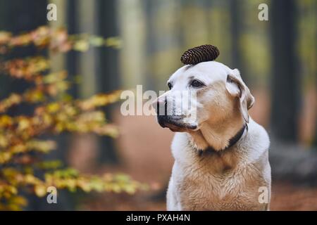 Hund im Herbst Wald. Lustige Portrait von Labrador Retriever mit Pine Cone auf dem Kopf. Stockfoto