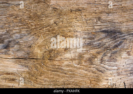 Textur des alten Treibholz, gewaschen durch das Meer Stockfoto