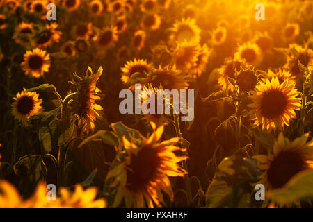 Sonnenblumenfeld im Abendlicht im Harz Stockfoto