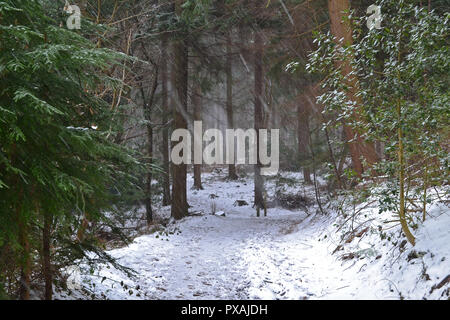 Ende März 2018, Schneefall in der Nähe von hosey Gemeinsame auf North Downs zwischen Westerham und Chartwell, Heimat von Winston Churchill Stockfoto