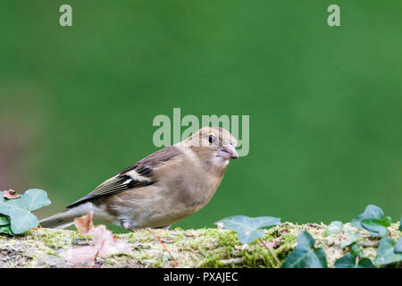 Weibliche buchfink Nahrungssuche in Mid Wales Stockfoto