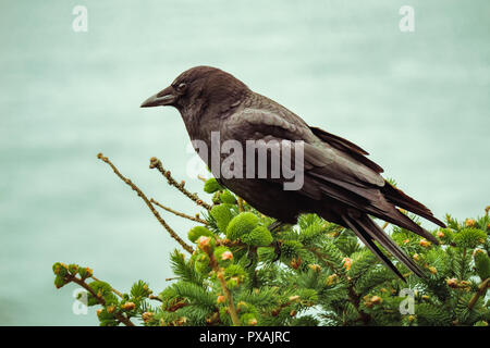 Amerikanischen Western Crow, Corvus brachyrhynchos, am Baum gehockt, Pacific Northwest Coast, Oregon, USA. Stockfoto