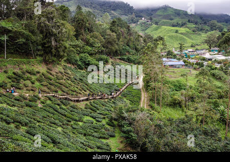 Cameron Highlands, Malaysia - 30. Dezember 2016: Zu Fuß weg zu Sungai Palas BOH Tea House, einer der am meisten besuchten Tea House von Touristen in Kameras Stockfoto