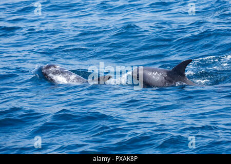 Schule Rundkopfdelphine (Grampus griseus), treten in der Regel in einem kleinen pod, vor der Ostküste von Taiwan gefunden Stockfoto