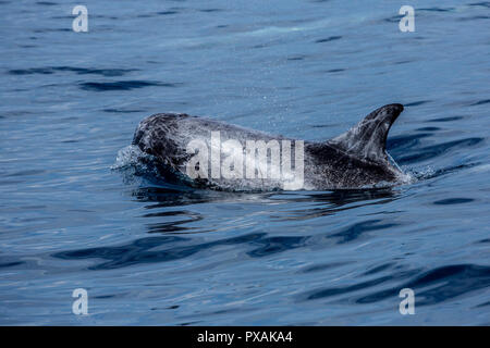 Schule Rundkopfdelphine (Grampus griseus), treten in der Regel in einem kleinen pod, vor der Ostküste von Taiwan gefunden Stockfoto