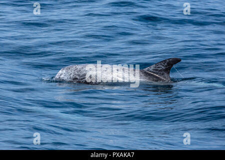 Schule Rundkopfdelphine (Grampus griseus), treten in der Regel in einem kleinen pod, vor der Ostküste von Taiwan gefunden Stockfoto