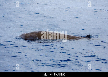 Cuvier's Beaked Whale oder die Gans - beaked Whale (Ziphius cavirostris), nähert sich eine Whale Watching Boot Stockfoto