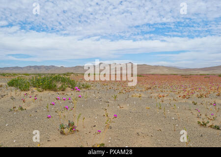 Frühling Landschaft mit Blumen in die trockenste Wüste bedeckt auf dem Planeten Stockfoto