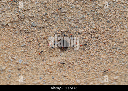 Tischler Ameisen mit einem roten Kopf, Eingabe der Ameisenhaufen mitten in der Atacama Wüste Stockfoto