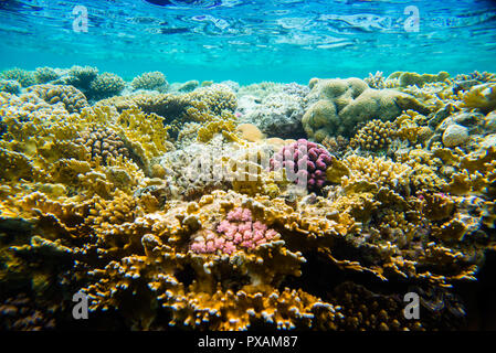 Korallenriff im Roten Meer Stockfoto