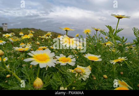 Wiese voller Gänseblümchen, Bewölkter Tag Stockfoto