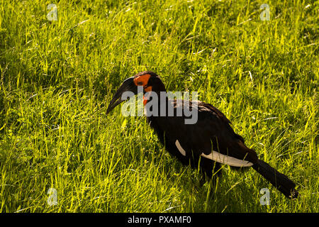 Südliche Hornrabe (Bucorvus Leadbeateri) Stockfoto