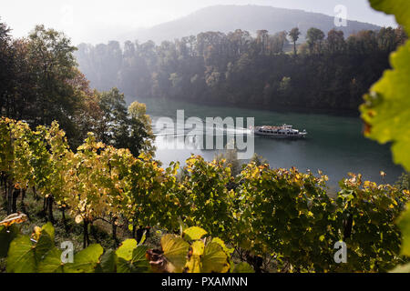 Weinberg am Rhein, Eglisau, Kanton Zürich, Schweiz. Stockfoto