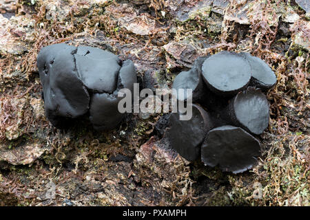 Schwarz Bulgar Pilz (Bulgarien) die wachsende inquinans auf Eiche Zweig. Glengarra Woods, Tipperary, Irland Stockfoto