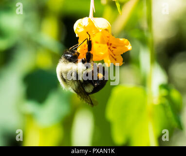 Nahaufnahme von einer Hummel Pollen sammeln von einer Blume Stockfoto