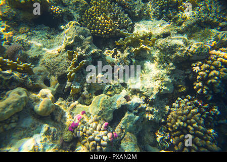 Schöne und vielseitige Korallenriff Fische im Roten Meer Stockfoto