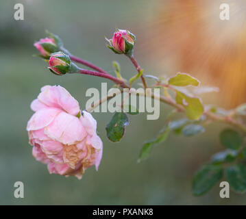 Winter im Garten. Die ersten Fröste und gefrorene rosa Blüten. Stockfoto
