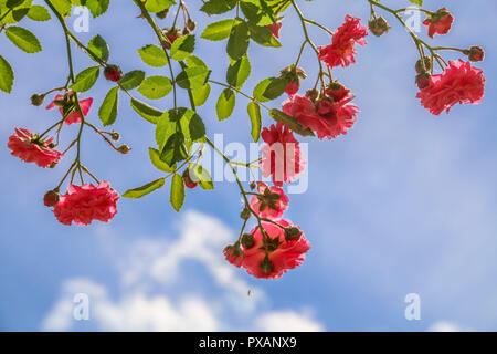 Rosengarten im Schloss von Bory. Genau dieser schönen Blume. Stockfoto