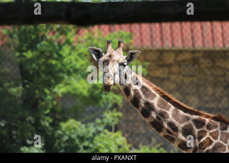 Northern giraffe Giraffa Camelopardalis - in Budapest Zoo, Ungarn Stockfoto