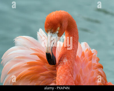 Amerikanische Flamingos Phoenicopterus ruber putzen Federn Captive Foto Stockfoto