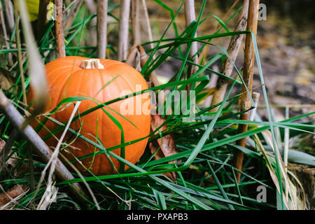 Orange Kürbis im Gras am Ufer im Schilf. Halloween. Stockfoto