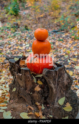 3 orange Kürbisse liegen in den Wald auf einer hölzernen Baumstumpf Baumstumpf. Stockfoto