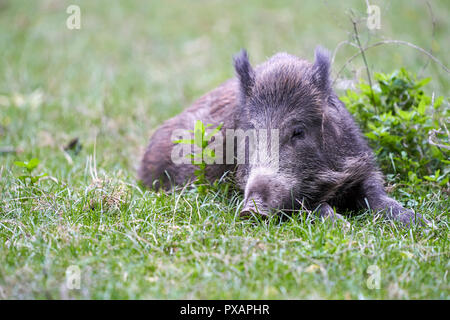 Wildschwein auf Gras junges Wildschwein Balatonfüred im Gras Stockfoto