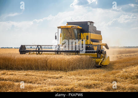 Feldhäcksler entfernt Weizen Stockfoto